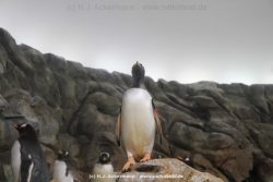 Duesseldorf Aquazoo 266