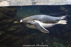 Duesseldorf Aquazoo 267
