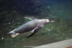 Duesseldorf Aquazoo 268