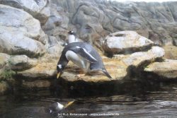 Duesseldorf Aquazoo 272