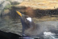 Duesseldorf Aquazoo 273