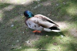 Duesseldorf Schloss Benrath Tiere 003