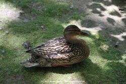 Duesseldorf Schloss Benrath Tiere 004
