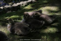 Duesseldorf Schloss Benrath Tiere 009