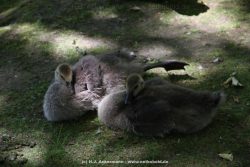 Duesseldorf Schloss Benrath Tiere 011