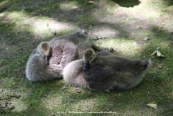 Duesseldorf Schloss Benrath Tiere 012
