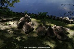Duesseldorf Schloss Benrath Tiere 013