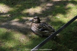 Duesseldorf Schloss Benrath Tiere 014