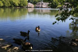 Duesseldorf Schloss Benrath Tiere 015