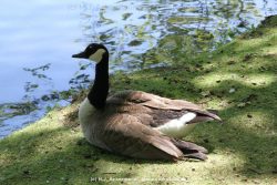 Duesseldorf Schloss Benrath Tiere 017