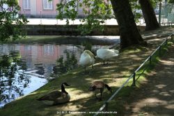 Duesseldorf Schloss Benrath Tiere 019