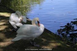 Duesseldorf Schloss Benrath Tiere 033