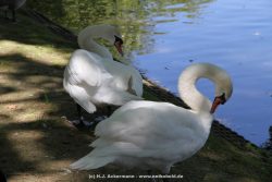 Duesseldorf Schloss Benrath Tiere 034