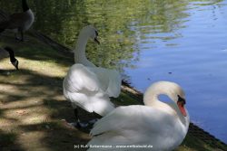 Duesseldorf Schloss Benrath Tiere 035