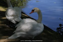 Duesseldorf Schloss Benrath Tiere 036