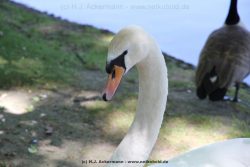 Duesseldorf Schloss Benrath Tiere 038