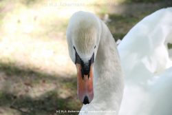 Duesseldorf Schloss Benrath Tiere 039
