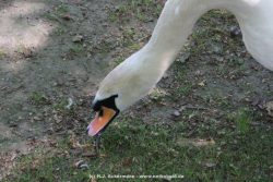 Duesseldorf Schloss Benrath Tiere 042