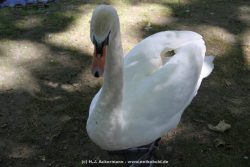 Duesseldorf Schloss Benrath Tiere 043