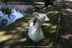 Duesseldorf Schloss Benrath Tiere 048
