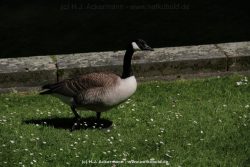 Duesseldorf Schloss Benrath Tiere 051