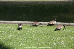 Duesseldorf Schloss Benrath Tiere 053