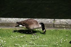 Duesseldorf Schloss Benrath Tiere 054