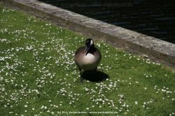 Duesseldorf Schloss Benrath Tiere 055