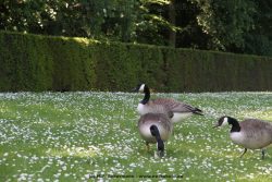 Duesseldorf Schloss Benrath Tiere 058