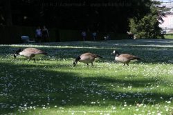 Duesseldorf Schloss Benrath Tiere 059