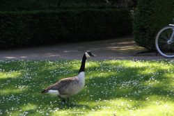 Duesseldorf Schloss Benrath Tiere 060