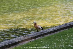Duesseldorf Schloss Benrath Tiere 062