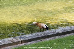 Duesseldorf Schloss Benrath Tiere 063