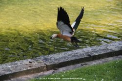 Duesseldorf Schloss Benrath Tiere 064