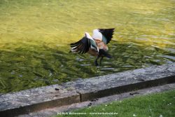 Duesseldorf Schloss Benrath Tiere 065