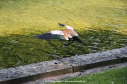 Duesseldorf Schloss Benrath Tiere 066