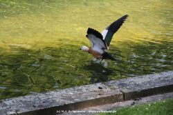 Duesseldorf Schloss Benrath Tiere 067