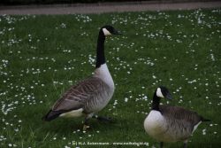 Duesseldorf Schloss Benrath Tiere 075