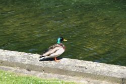 Duesseldorf Schloss Benrath Tiere 076