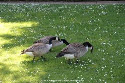Duesseldorf Schloss Benrath Tiere 093