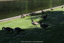 Duesseldorf Schloss Benrath Tiere 094