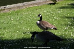 Duesseldorf Schloss Benrath Tiere 095