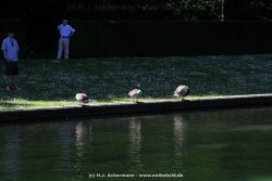 Duesseldorf Schloss Benrath Tiere 096