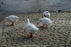 neuwied-ort-041