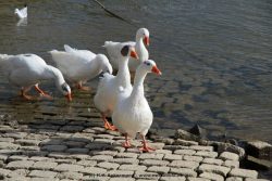 neuwied-ort-051