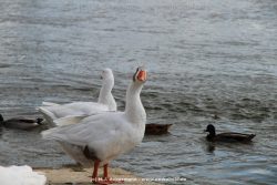 neuwied-ort-059