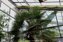 wuppertal-hardt-botanischer-garten-2013-011