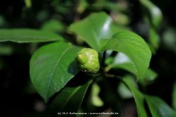 wuppertal-hardt-botanischer-garten-2013-023